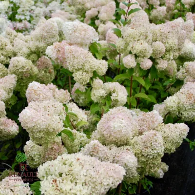 Гортензия метельчатая Диамантино. (Hydrangea paniculata Diamantino) С10;  6-летка купить в интернет-магазине ЦВІТСАД с доставкой по Украине