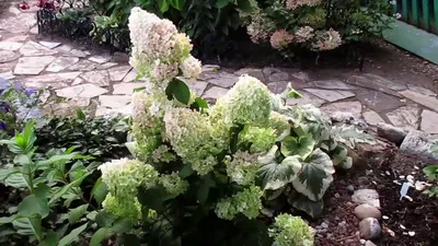 ✿➽ Гортензия метельчатая Diamantino (Диамантино) в нашем саду 2016 - YouTube