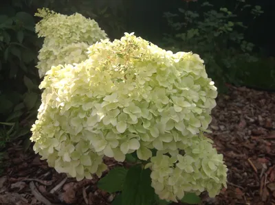 Гортензия метельчатая Диамантино Hydrangea paniculata Diamantino -  KrapivaShop