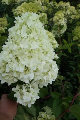 Гортензия метельчатая Диамантино / Hydrangea paniculata Diamantino St  купить, цена, фото • Green Optima — Питомник растений