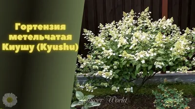 Гортензия метельчатая Киушу (Kyushu). смотреть онлайн видео от Flower  World🌼 в хорошем качестве.