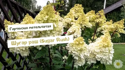 Гортензия метельчатая Шугар раш (Sugar Rush). смотреть онлайн видео от  Flower World🌼 в хорошем качестве.