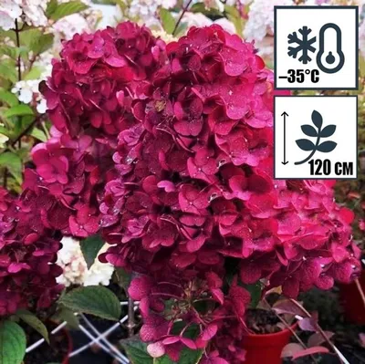 Гортензия метельчатая \"Samarskya Lydia\" (Самарская Лидия) – купить за 650 ₽  | Нелидовский питомник декоративных растений