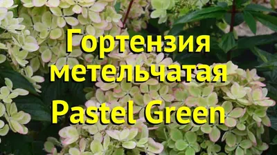 Гортензия метельчатая Пастел Грин. Краткий обзор, описание hydrangea  paniculata Pastel Green - YouTube