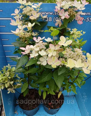 Гортензия Пастель Грин HYDRANGEA PANICULATA PASTELGREEN 'Renxolor' в конт  5л, цена 450 грн — Prom.ua (ID#1111617975)