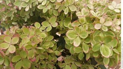 Метельчатые : Hydrangea paniculata Pastelgreen. Гортензия метельчатая Пастель  Грин