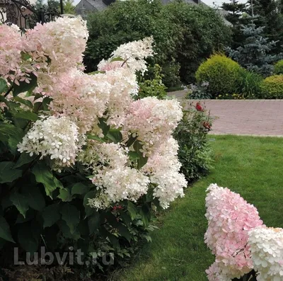 Гортензию Pink Lady (Пинк Леди) можно купить недорого с доставкой в  питомнике Любвитский