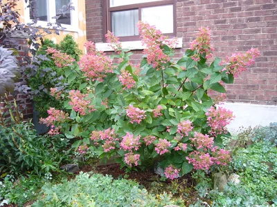 Гортензия метельчатая Пинк Даймонд Hydrangea paniculata Pink Diamond C3 y01  Ш в Ленинградской области и СПб.