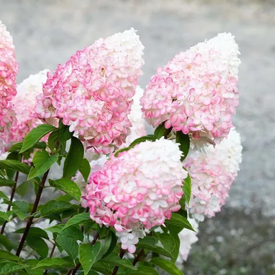 Гортензия Метельчатая Пинк Энд Роуз (Hydrangea Paniculata Pink And Rose) —  Купить Недорого на Bigl.ua (1760400527)