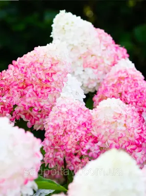 Саженцы Гортензии Метельчатой Пинк Розе (Living Pink And Rose) 3хлетние  (3л) — Купить Недорого на Bigl.ua (1431636354)