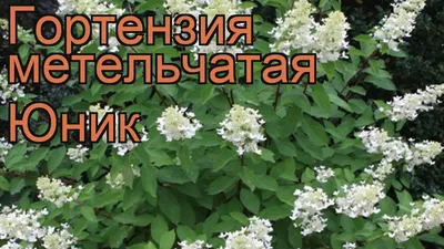 Гортензия метельчатая Юник (hydrangea paniculata unique) 🌿 обзор: как  сажать, саженцы гортензии Юник - YouTube