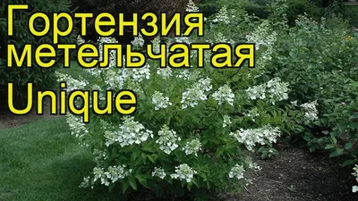 Гортензия метельчатая Юник. Краткий обзор, описание характеристик hydrangea  paniculata Unique - YouTube