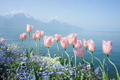 Фото цветы горы весна - бесплатные картинки на Fonwall