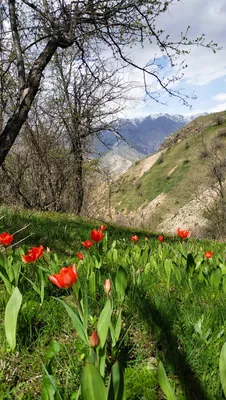 Весна в горах | Пикабу