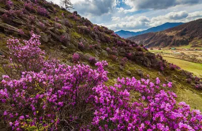 Розовые горы Алтая весной - Туроператор по активному туризму в России -  Adventure Travel International