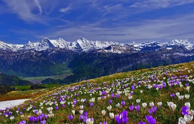 Обои трава, снег, цветы, горы, весна, склон, крокус картинки на рабочий  стол, раздел пейзажи - скачать