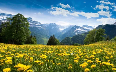 Картинка Цветы лес горы весна » Весна » Природа » Картинки 24 - скачать  картинки бесплатно