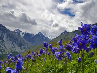 Картинка Весна в горах » Горы » Природа » Картинки 24 - скачать картинки  бесплатно
