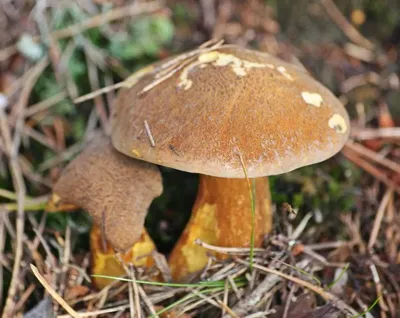 Грибы Ленинградской области - [съедобные и ядовитые грибы], фото с  названиями и описанием, где растут