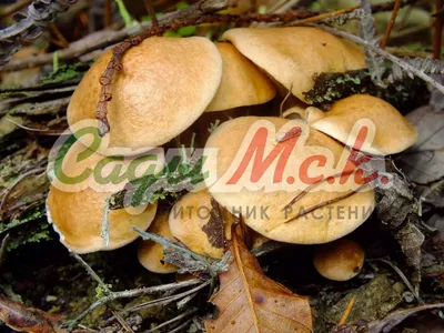 Купить Мицелий грибов Козляк (Решетник) от 220 руб.