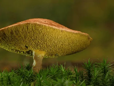 Гриб козляк — внешний вид гриба, фото и описание