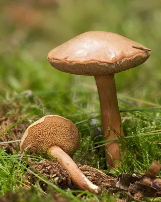 Перечный гриб — Википедия