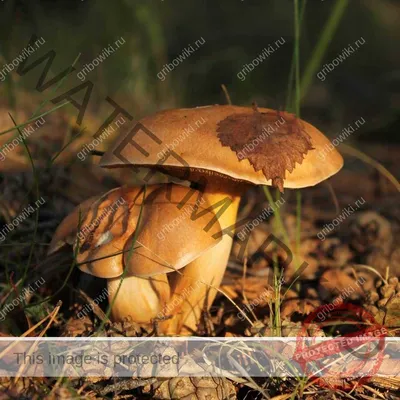 Козляк (козленок) — описание гриба, где растет, похожие виды, фото в лесу