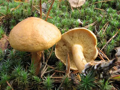 Світ грибів України » Suillus bovinus, Козляк
