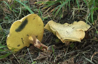 Гриб козляк - болотовик - съедобные грибы