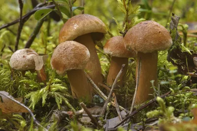 Козляк (Suillus bovinus) - грибы России