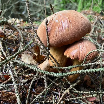 Перечный гриб (Chalciporus piperatus): описание, где растет, как отличить,  фото и сходные виды