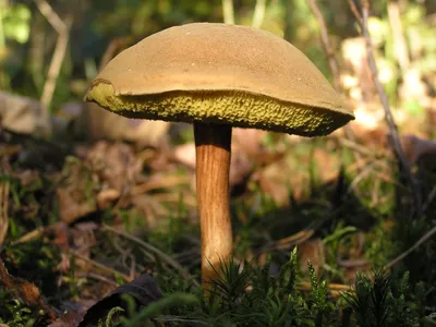 Фото и описание грибов моховики: трещиноватый, козляк, польский, пестрый,  зеленый моховик