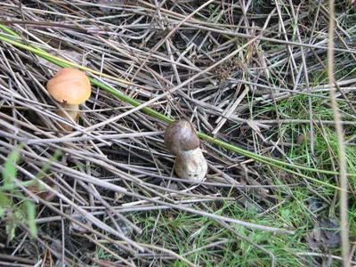 Заячий гриб | Пикабу