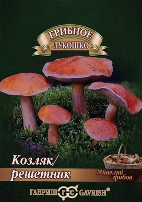 Купить мицелий грибов в интернет магазине ОПТ6, цены
