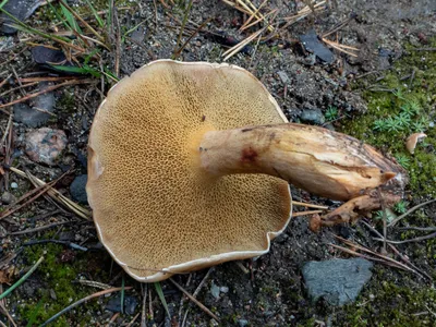 Фотокаталог грибов: Козляк (Suillus bovinus)