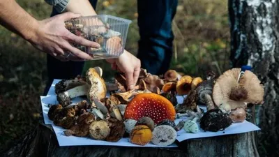 В Винницкой области 73 человека отравились грибами | Новости Винницы | СОБСТВЕННО.info