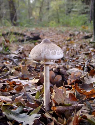 Съедобные (неядовитые) двойники и разновидности гриба-зонтика