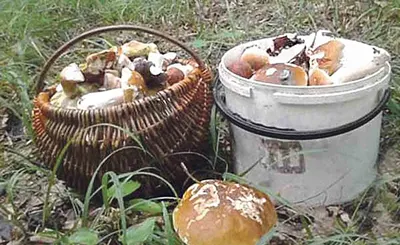 В винницких лесах аномальный урожай грибов - 33 Канал