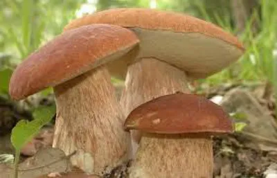 Берегите себя и своих близких – сезон отравлений грибами в разгаре!