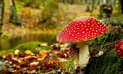 Летние грибы: какие полезные, а какие отрава.