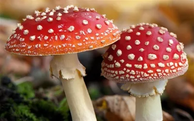 Ядовитый или съедобный? Пройди тест и узнай стоит ли тебе идти в лес за грибами! – БарNews.City