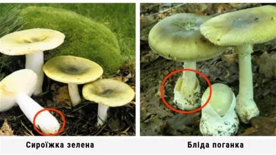 За 18 дней в Жмеринке зафиксировали 10 случаев отравлений грибами: одного ребенка перевели в реанимацию – Жмеринка.