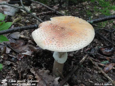 Мир грибов Украины » Amanita rubescens, Мухомор серо-розовый, Мухомор краснеющий