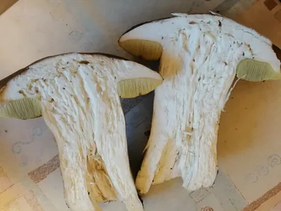 Белый гриб дубовый (Боровик сетчатый) 7 фото гриба 01.07.2020