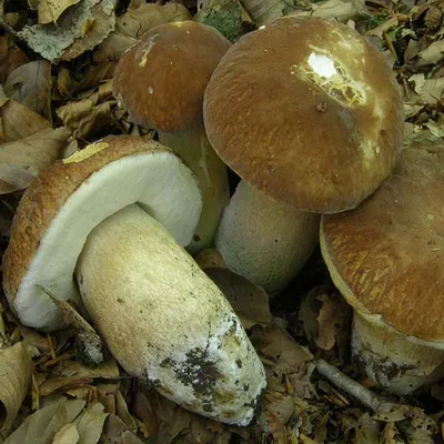 Белый гриб дубовый (Boletus aestivalis) / Съедобные грибы, ягоды, травы