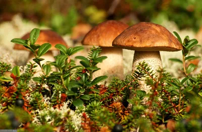Какие грибы растут на Херсонщине? - Херсон Daily