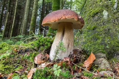 Где растут белые грибы 18 видов, как и когда собирать + карта