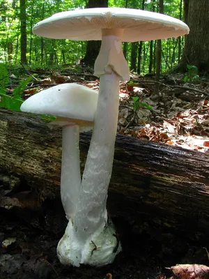 Список смертельно ядовитых видов грибов — Википедия