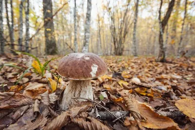 Большой белый гриб, растущий в осеннем березово-дубовом лесу | Премиум Фото