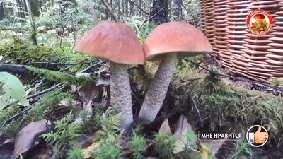ТОП-7 осенних грибов, которые можно собирать до заморозков – где и как  искать?